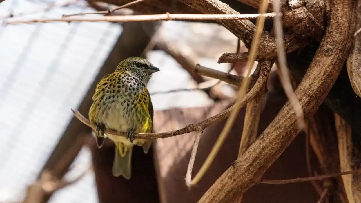 Spotted tanager facts about their description and subspecies are insightful for all.