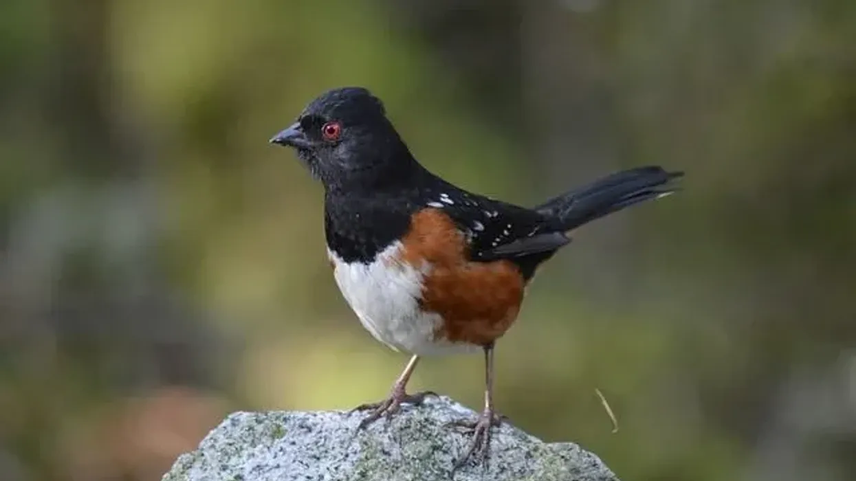 Spotted Towhee facts tell us that singing is its best pastime.