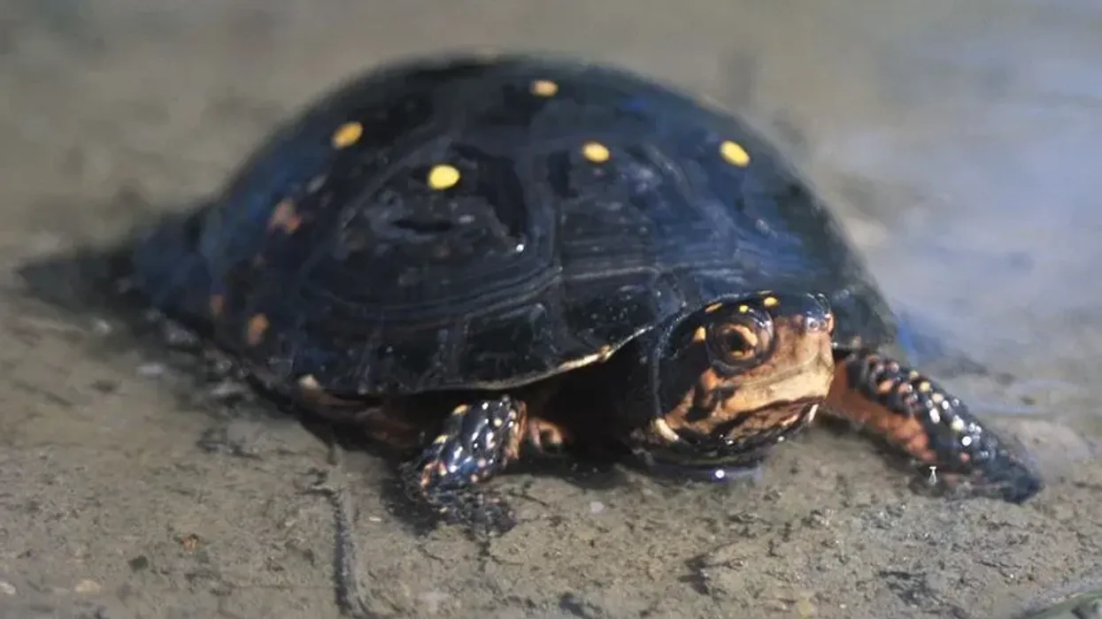 Spotted turtle facts are enjoyed by all turtle lovers.