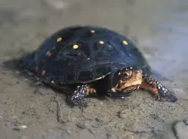 Spotted turtle facts are enjoyed by all turtle lovers.