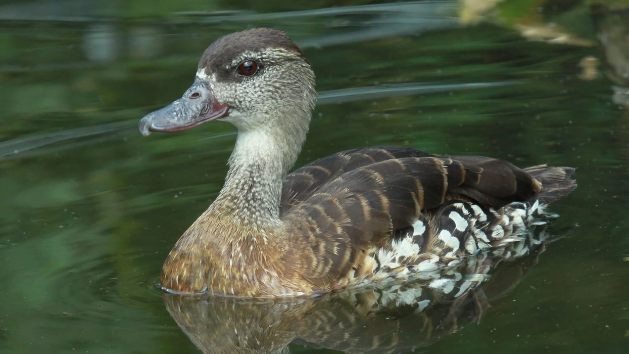 Spotted whistling duck facts about a bird species that is among eight different species of tree ducks or whistling ducks of the genus Dendrocygna.