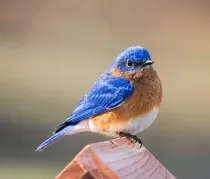 Spread happiness like bluebirds on National Bluebird Of Happiness Day.