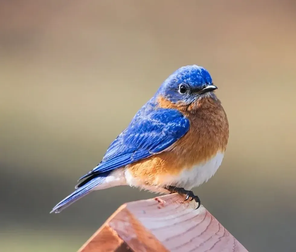 Spread happiness like bluebirds on National Bluebird Of Happiness Day.