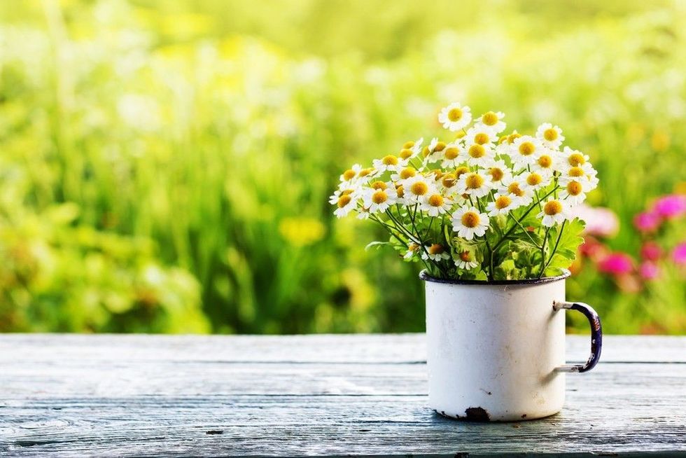 Spring beautiful garden with daisy flowers.