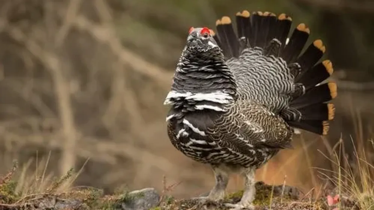Spruce Grouse (Falcipennis canadensis) facts about a bird belonging to the family of Phasianidae. 