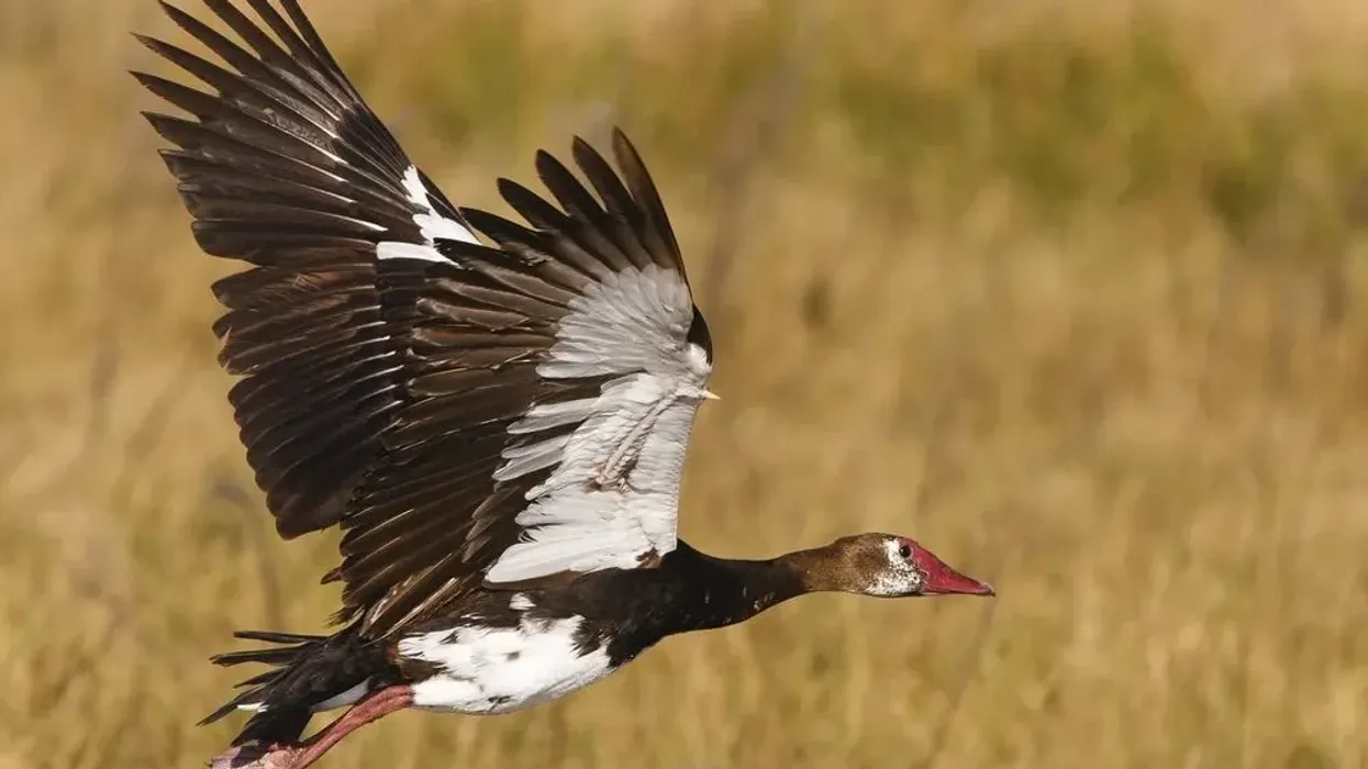 Spur-winged goose facts like it is the largest waterfowl in Africa are interesting.