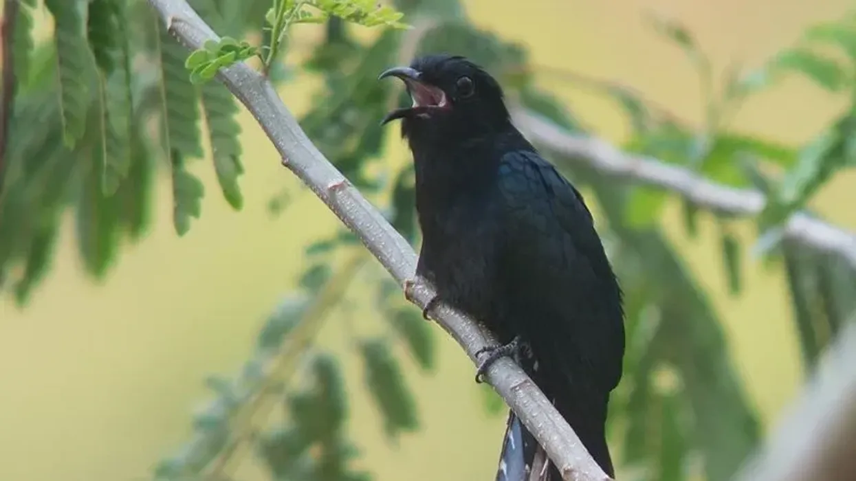 Square-tailed drongo-cuckoo facts are fun to read.