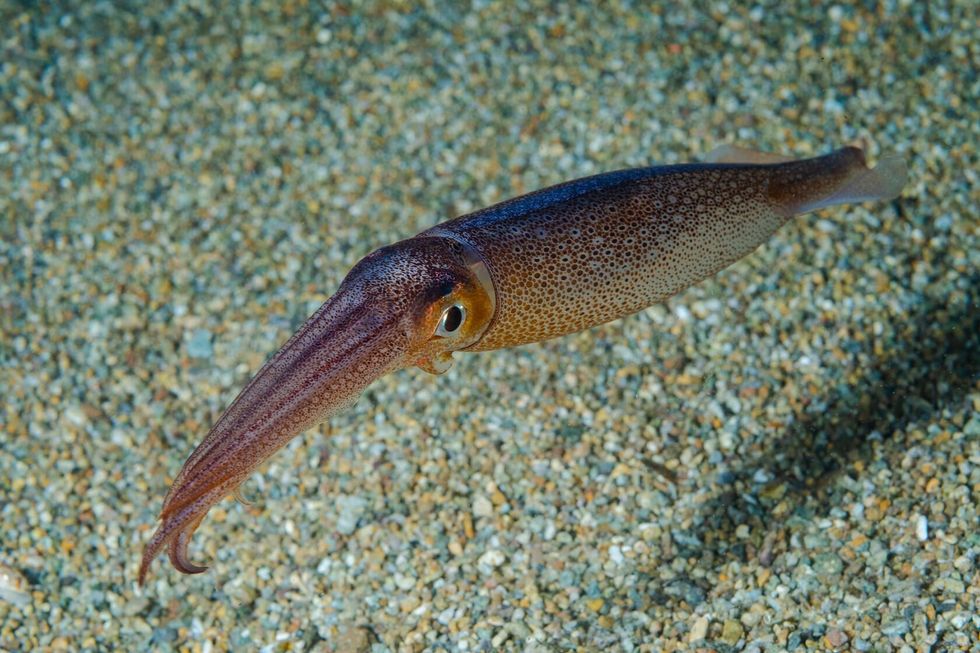 Squid in the sea.