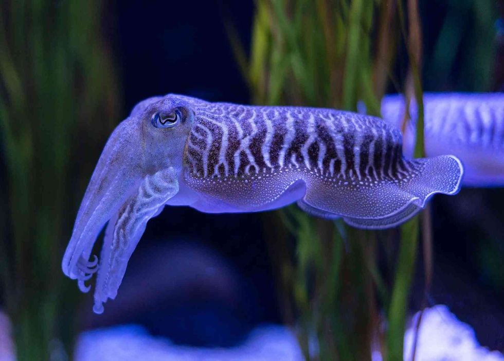 Squid is a popular food that is enjoyed by many