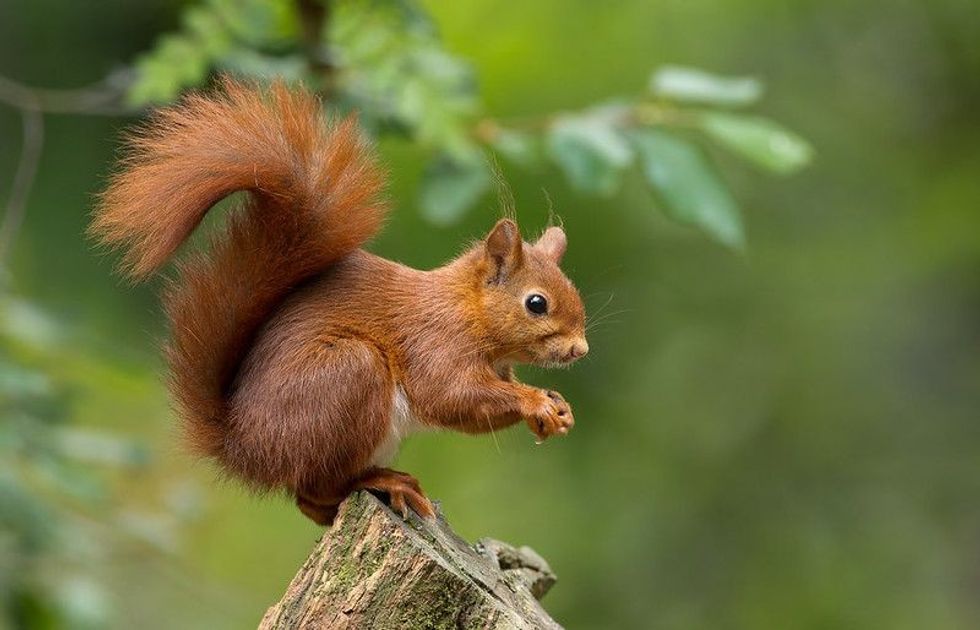  Squirrel in wild.