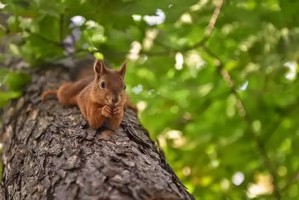Squirrel stretched out lying on a tree.