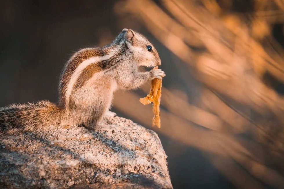 Squirrels are omnivorous, they generally eat anything they can find.