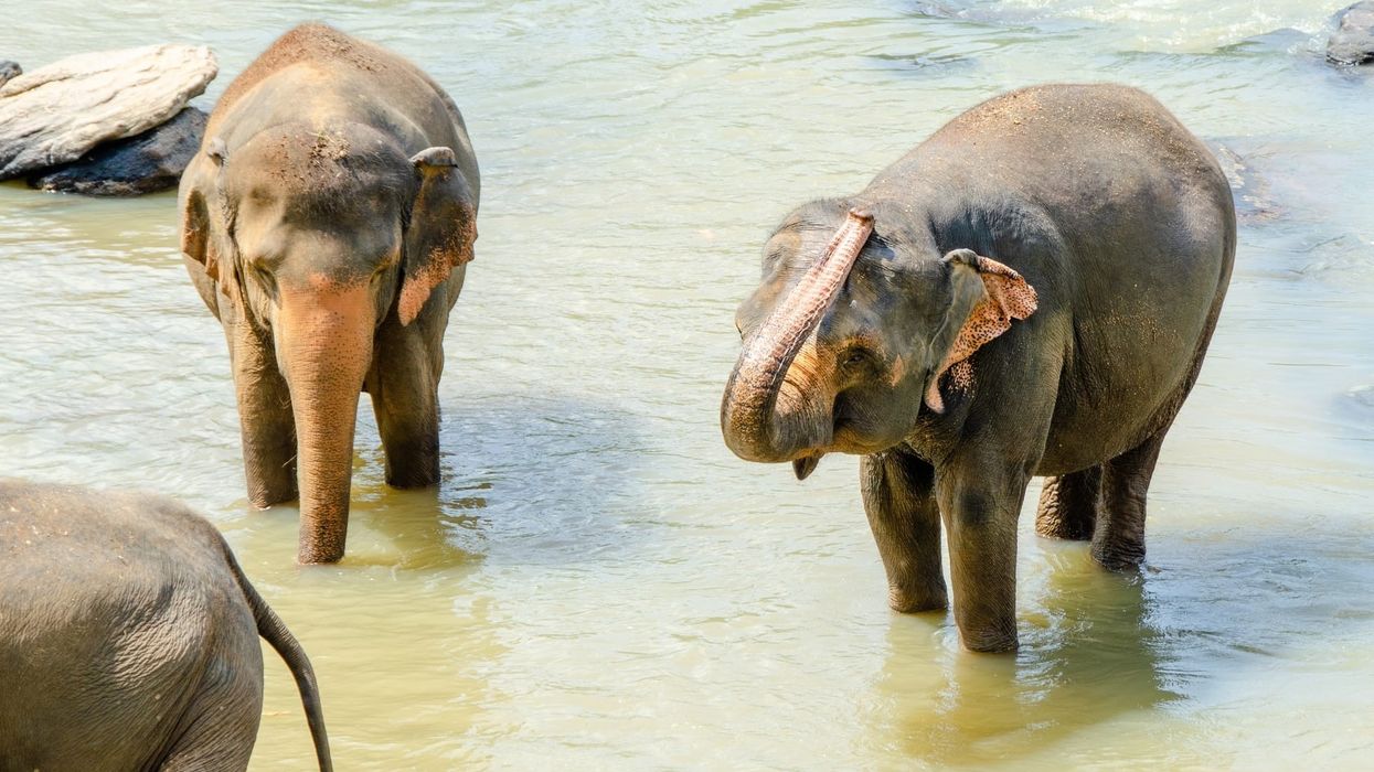 Sri Lankan Elephant facts about the beautiful animals native to the island country.