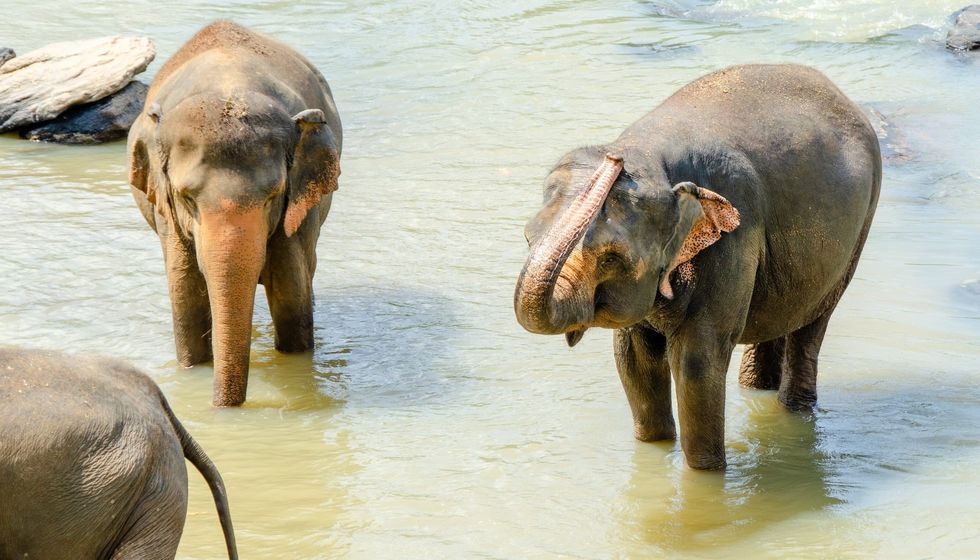 Fun Sri Lankan Elephant Facts For Kids | Kidadl