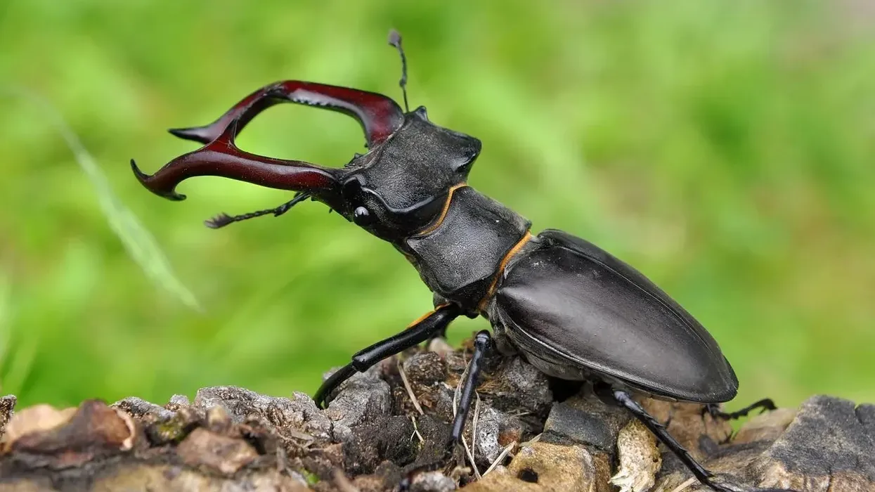 Stag Beetle facts for kids are interesting.