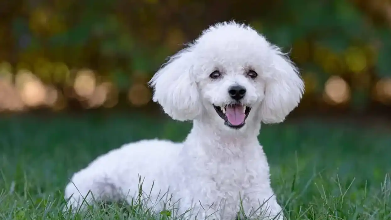 Standard poodle facts and information are fun to read