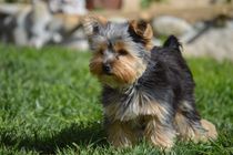 Standing Yorkie Puppy.