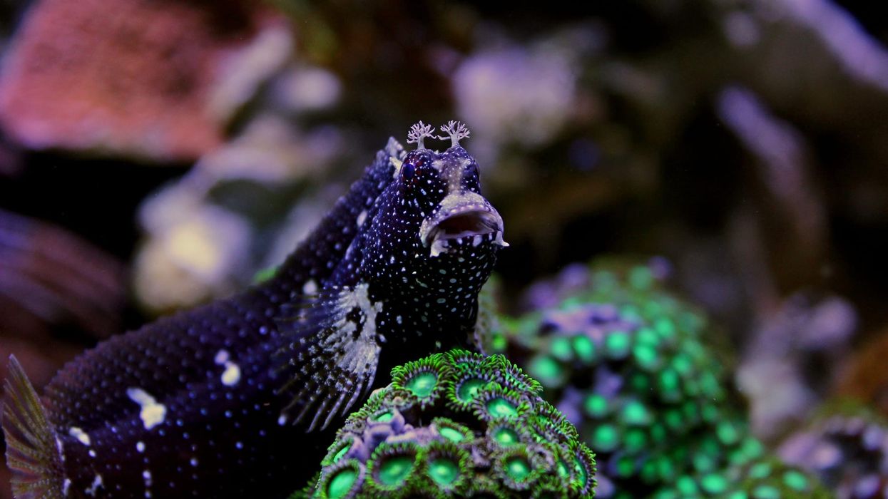 Starry Blenny facts about the peaceful fish species that is reef safe and feeds on marine algae.