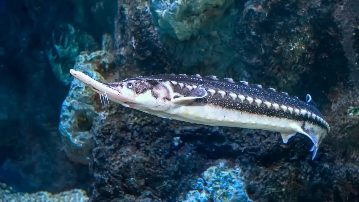 Starry sturgeon facts, such as they are famous for their meat and caviar all over the world, are interesting.