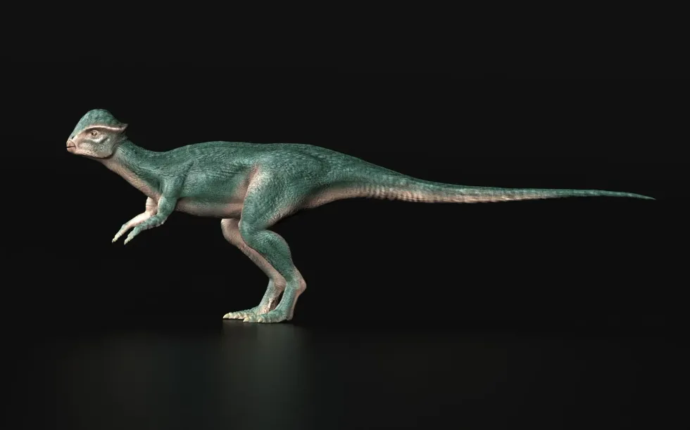 Stegoceras facts include that it is a bipedal herbivorous dinosaur.