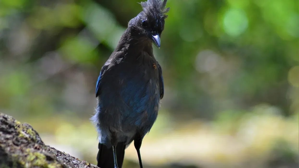 Steller's Jay facts about the nest, wings, feeding, and breeding of this bird.