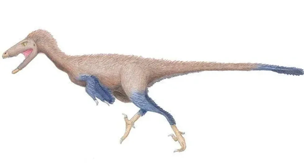 Stenonychosaurus facts on a unique lizard species.