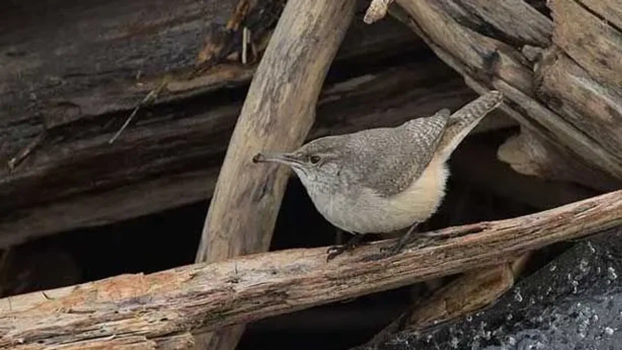 Stephens Island wren facts such as it is an extinct species last seen on the Stephens Island of New Zealand