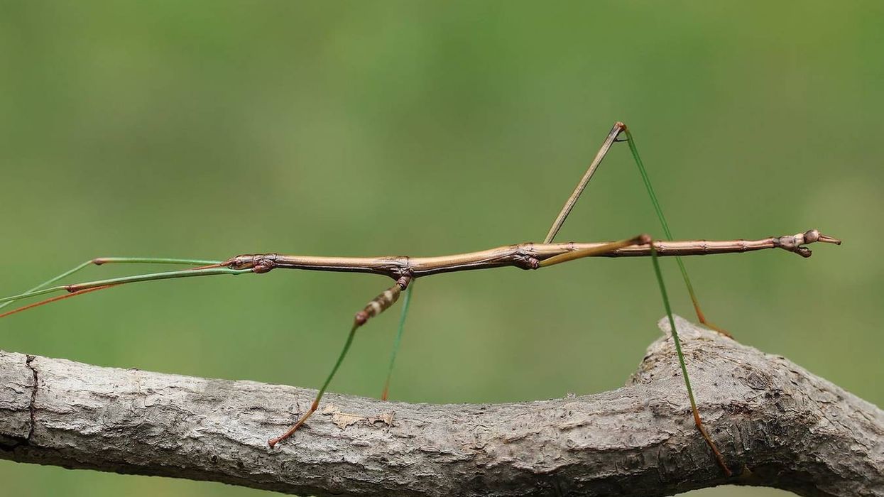 Stick Bug facts about a stick-like insect