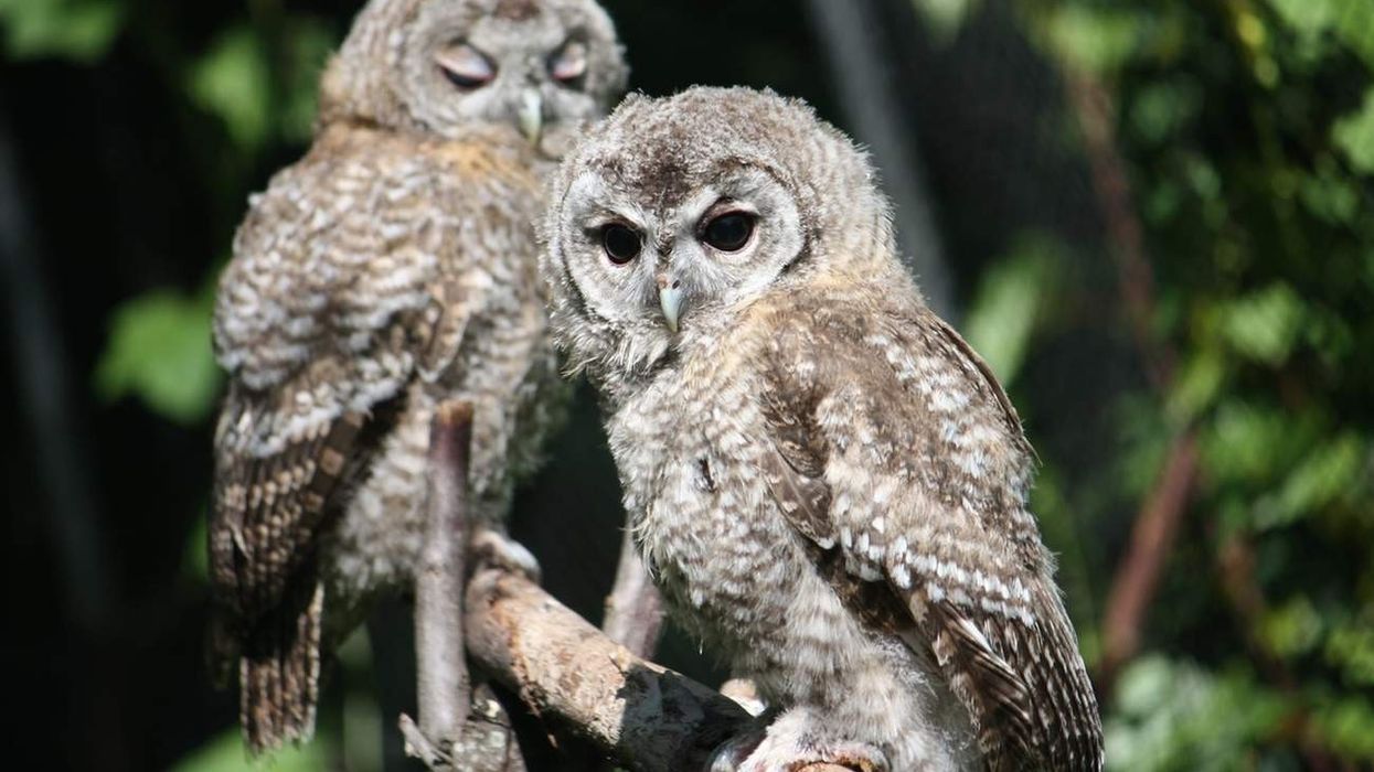 Stilt-owl facts are interesting