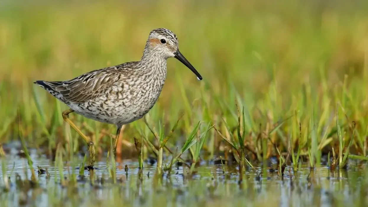 Stilt sandpiper facts about a shorebird, often observed standing in shallow waters.