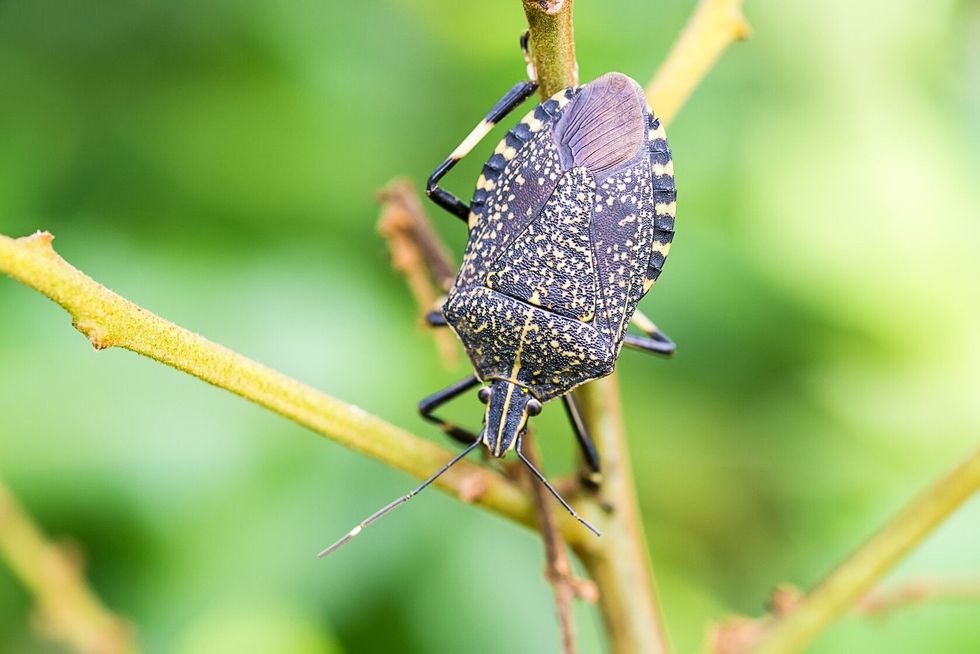 Stink bug closeup.