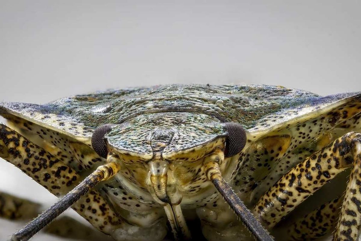 Stink Bug facts: Nezara viridula is known as the Southern Green Stink Bug.