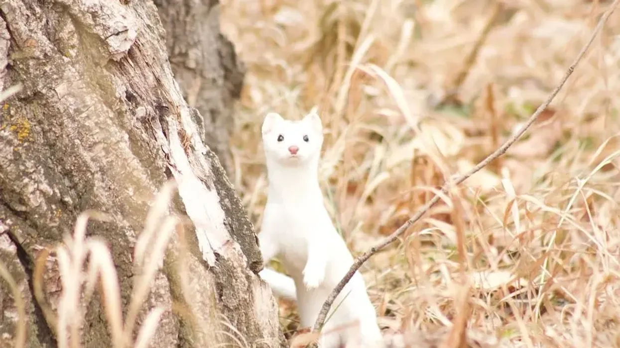 Stoat facts on small mammals found throughout northern hemisphere.