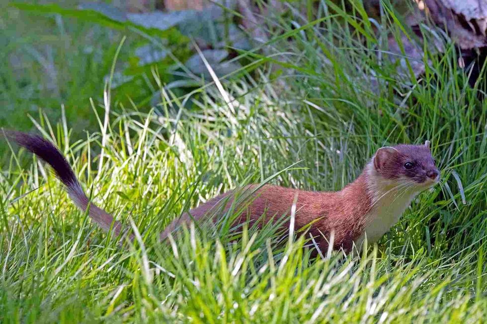 Stoats and ferrets are ferocious mammals