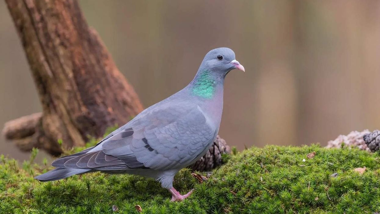 Stock dove facts these birds are mostly seen throughout the year in the UK