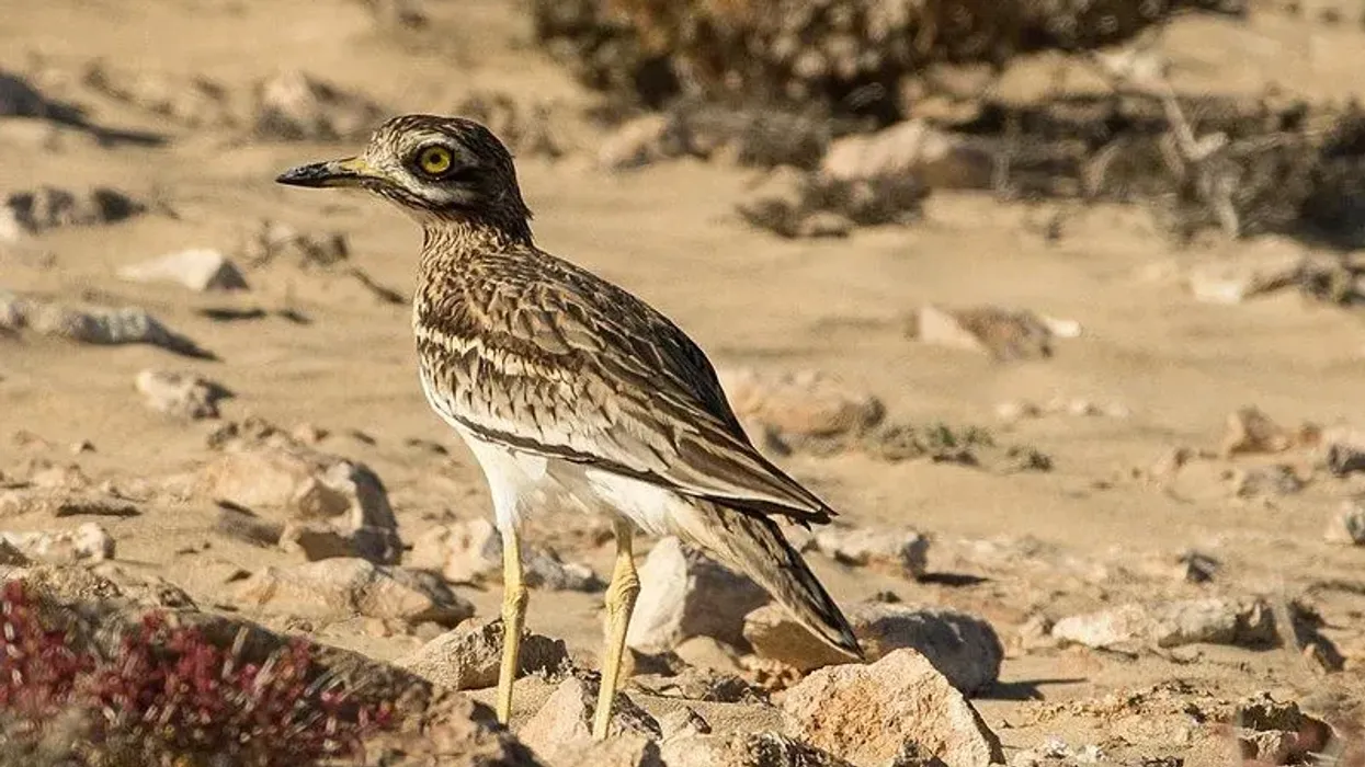Stone curlew facts like they are also known as dikkops are interesting.