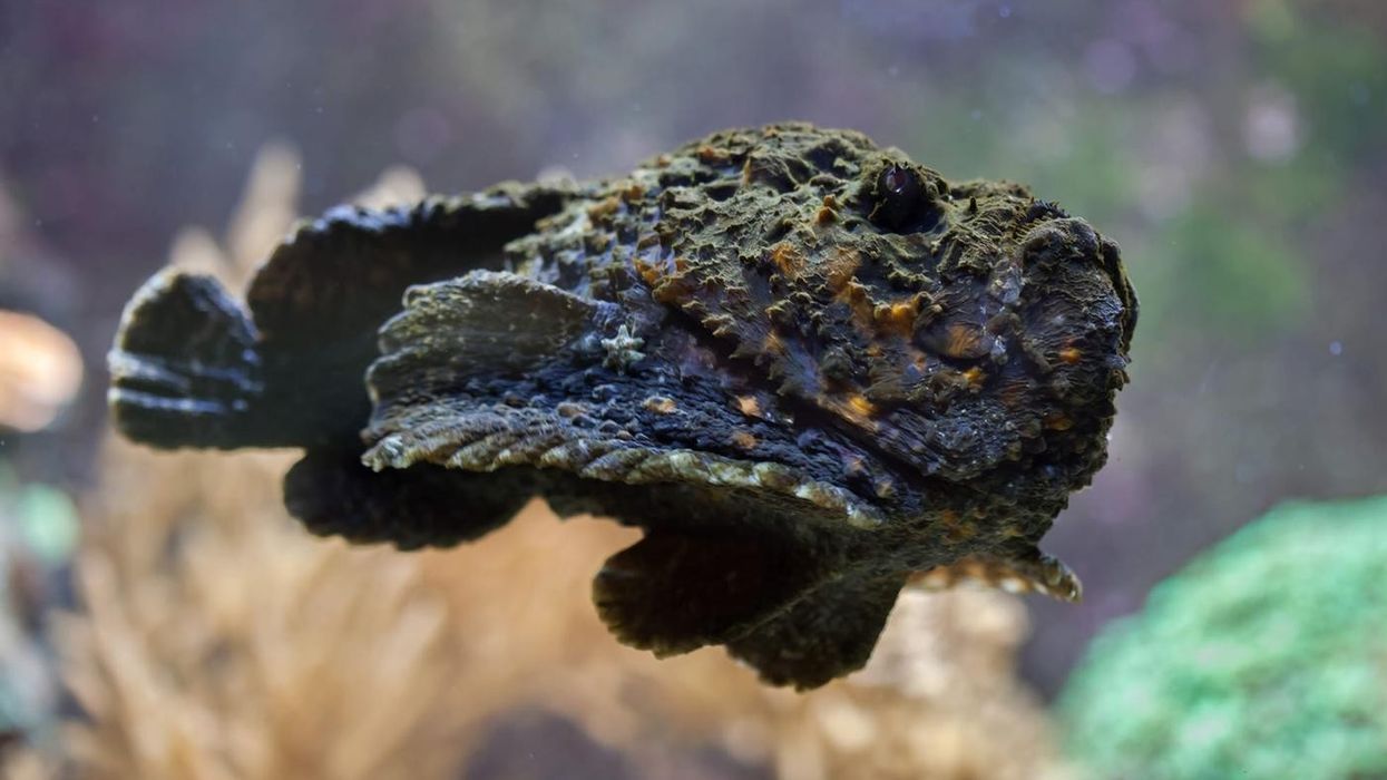 Stonefish facts are interesting to read for kids.