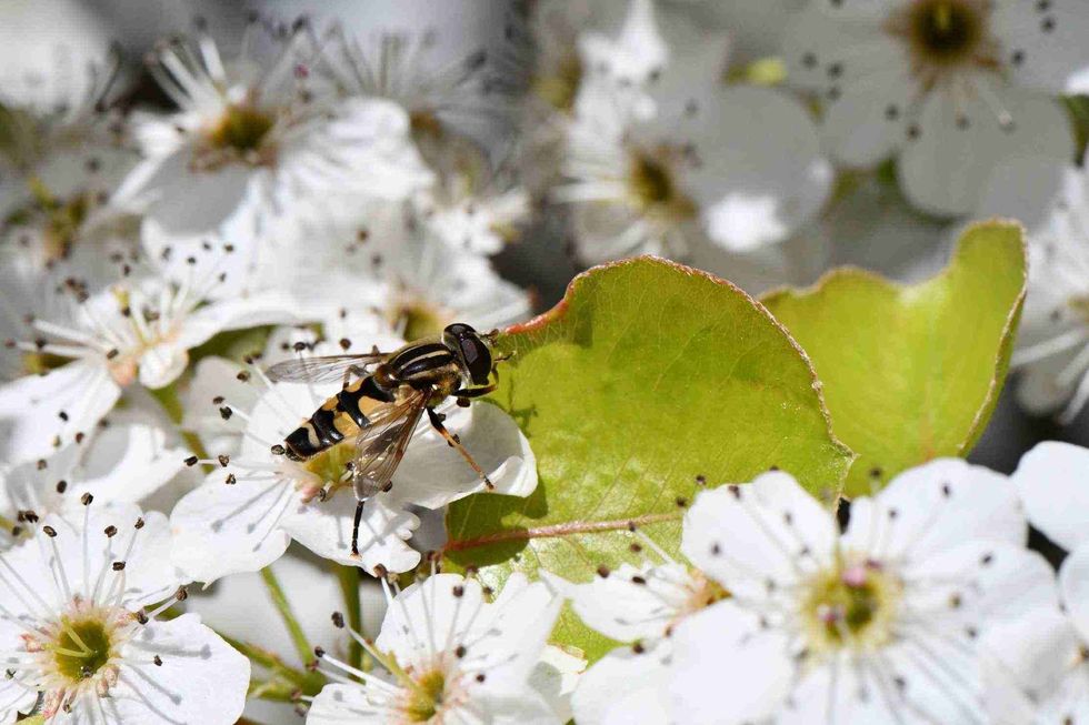 Strange fly on Cleveland Pear Tree