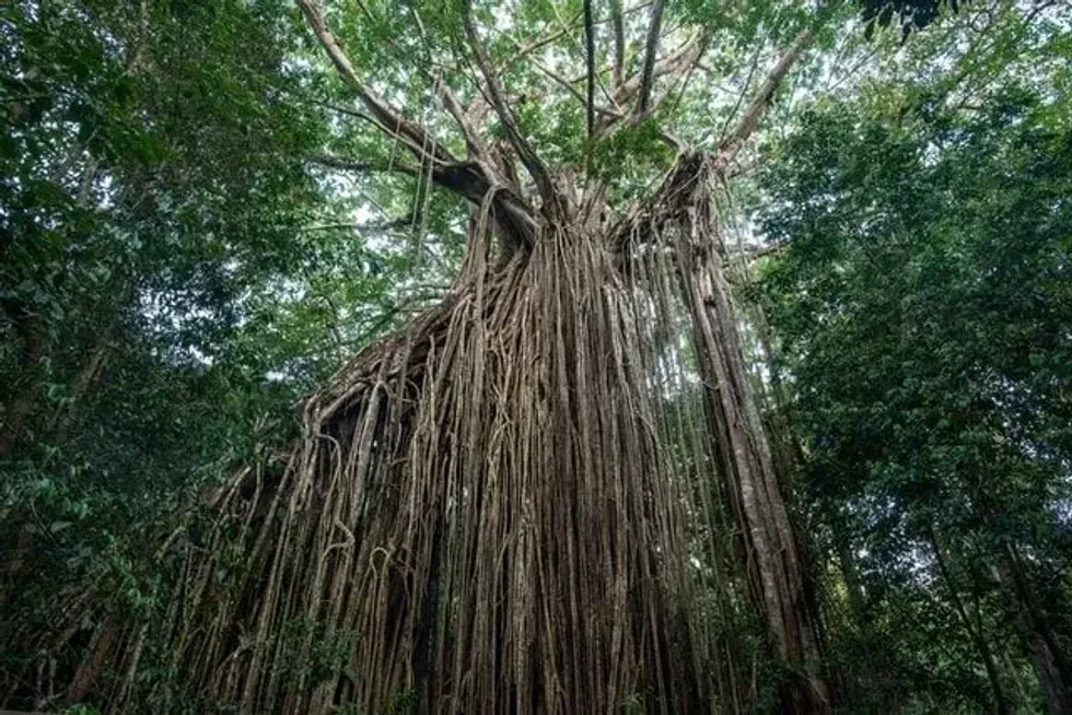 Strangler Figs Facts show that it is one of the strangest plants in a tropical hardwood hammock.