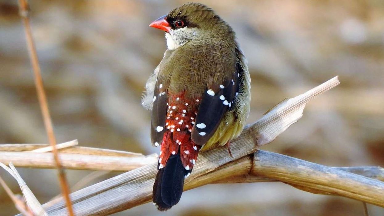 Strawberry finch facts are about a sparrow-sized South Asian bird.