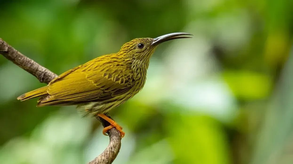 Streaked spiderhunter facts are about a bird species native to Thailand