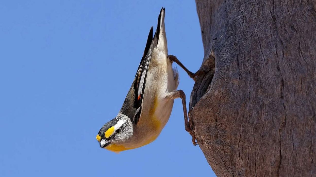 Striated pardalote facts include that they build their nest inside tree hollows or holes in buildings.
