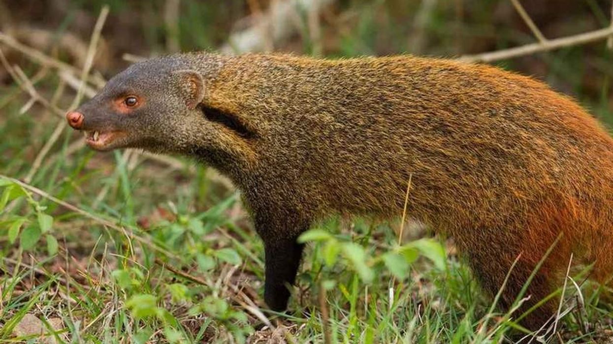 Stripe-necked mongoose facts to keep you engaged.