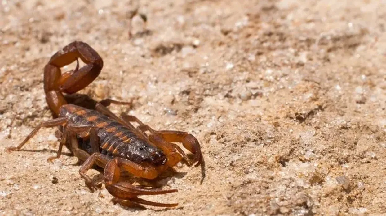 Striped Bark scorpion facts are very fascinating.