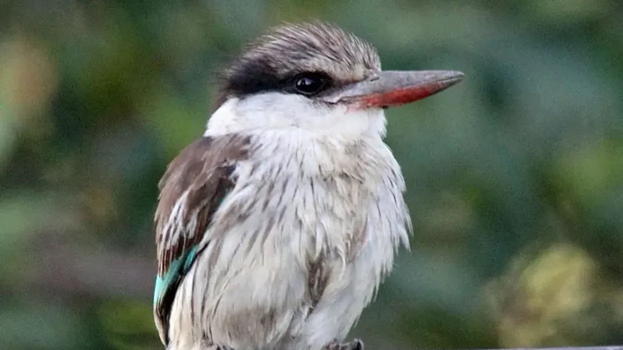 Striped kingfisher facts that you will enjoy.