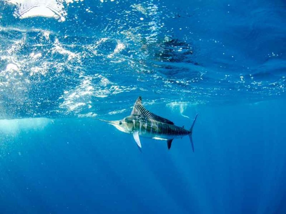 Striped marlin off the mexican coast