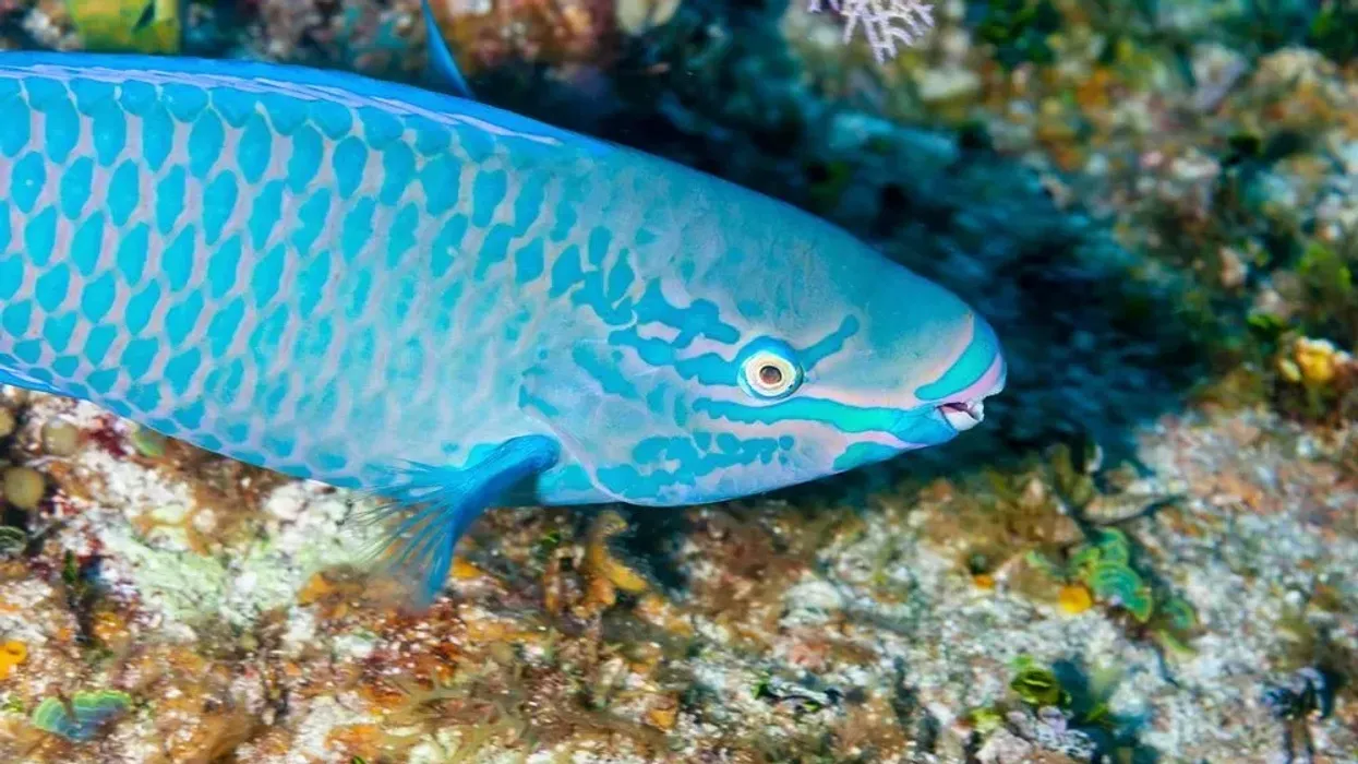 Striped parrotfish facts include that the fish has many colors on its dorsal fin.