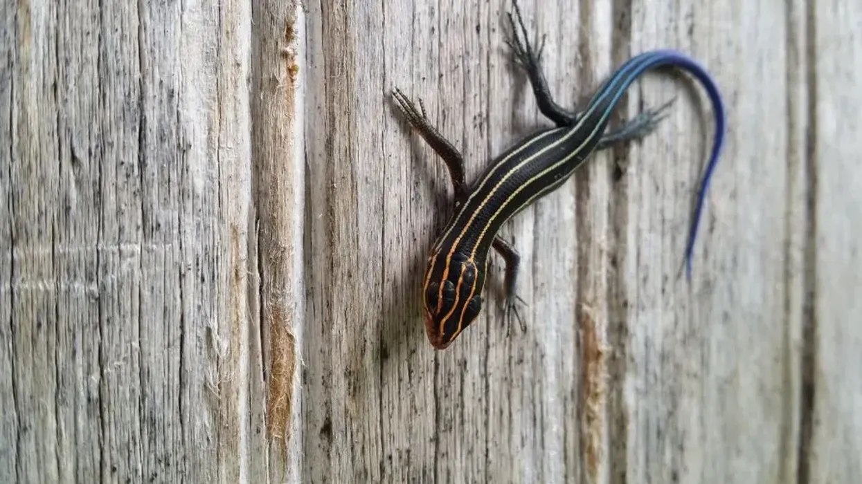 Striped skink facts: the five-lined skinks have prominent stripes on their black scales on their body and a bright blue tail attached to it