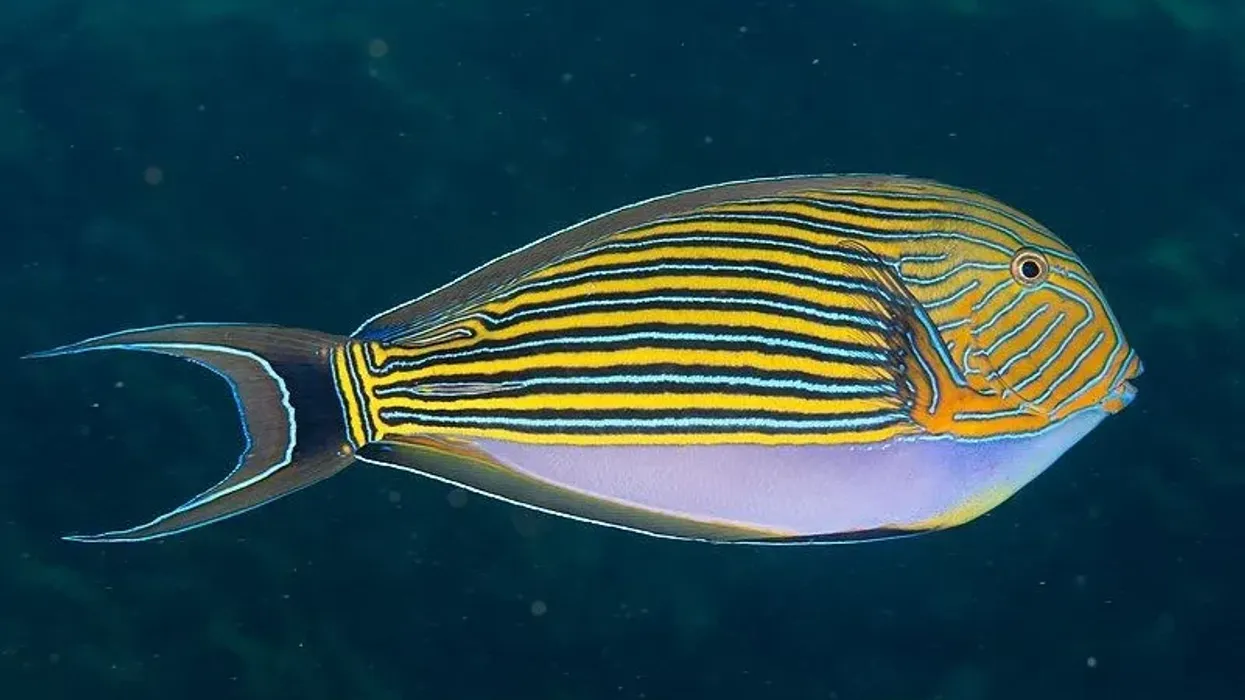 Striped surgeonfish facts that you will enjoy.