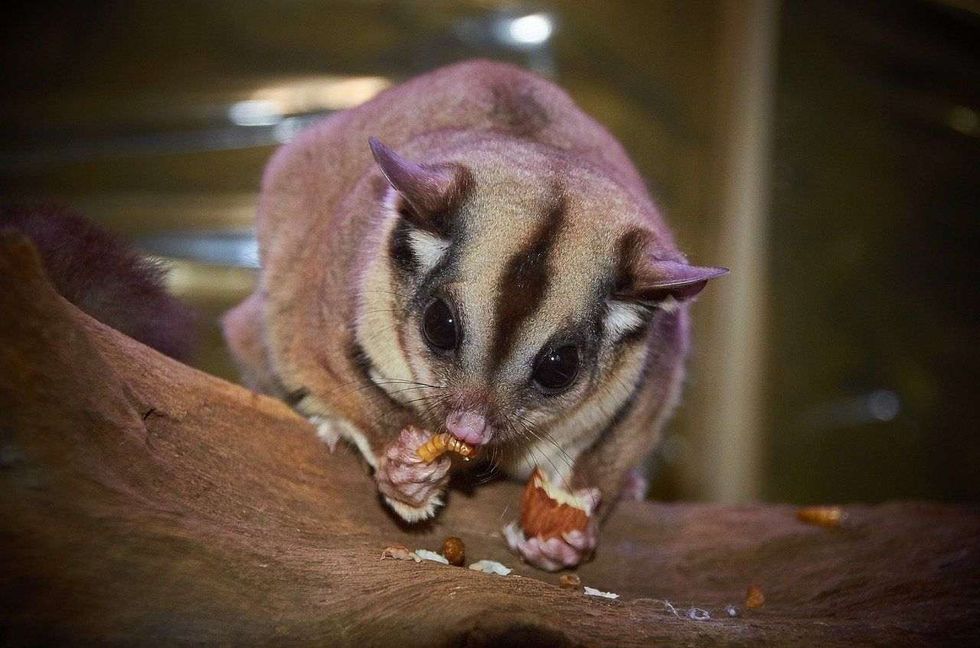 strong name for a sugar glider
